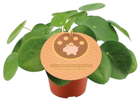 Trendyplants - Pilea Peperomioides - Pfannkuchenpflanze - Zimmerpflanze - Höhe 10-30 cm - Topfgröße Ø12cm