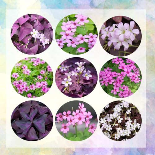 20 pcs oxalis triangularis zwiebeln, oxalis versicolor zwiebeln, ausgefallene geschenke, balkongewächshäuser oxalis triangularis pflanze zimmerpflanzen echt, hochbeete für garten bienenweide