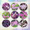 20 pcs oxalis triangularis zwiebeln, oxalis versicolor zwiebeln, ausgefallene geschenke, balkongewächshäuser oxalis triangularis pflanze zimmerpflanzen echt, hochbeete für garten bienenweide