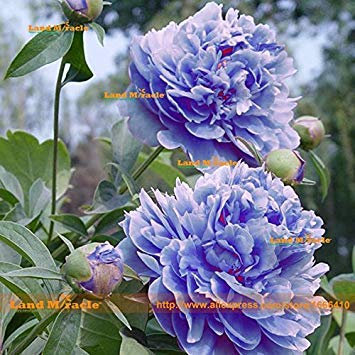 Potseed Frische Baum-Pfingstrose-Samen, 1 Profi-Pack 5 Samen/Pack, Pfingstrosen-Blume (blau, rosa) Gartenpflanze