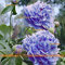 Potseed Frische Baum-Pfingstrose-Samen, 1 Profi-Pack 5 Samen/Pack, Pfingstrosen-Blume (blau, rosa) Gartenpflanze