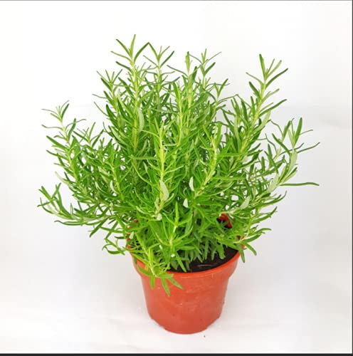 4X Mixed Herb Plants - Rosemary, Thyme, Sage and Parsley.