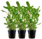 AquaOne Aquarium Pflanze 3 Stück Ammannia crassicaulis I Hintergrund Wasserpflanze Aquariumpflanze Stängelpflanze voll durchwurzelt Aquascaping Dekoration