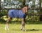 QHP Fohlen decke turnout 100gr