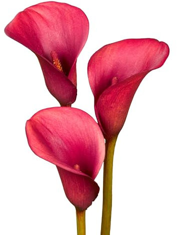 The Bulb Farmers - 12 x Calla 'Crimson Grace' - Rot - Blumenzwiebeln direkt vom Züchter - Sommerblüher - Zwiebelgröße 16-18 (die optimale Größe für den Garten)