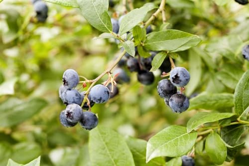 Heidelbeere Vaccinium corymbosum Berkeley 30-40 cm Strauch winterhart | Sonniger Standort, suesse Beeren, ideal fuer Garten und Balkon, ertragreich, robust, einfache Kultivierung