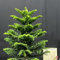 80 piezas Semillas de Araucaria Araucana - Las plantas de hoja perenne son resistentes semillas de araucaria - Comprar árboles bonsais Las plantas de jardín de rocas son resistentes.