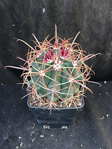 Ferocactus Wislizeni Succulente Kaktus Agave succulente V12