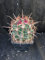 Ferocactus Wislizeni Succulente Kaktus Agave succulente V12