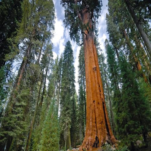 20 semi di sequoia verdi