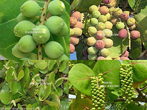 Coccoloba uvifera Semillas uva del mar flor blanca rara de Spike Patio Planta ornamental (5 semillas)