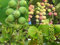 Coccoloba uvifera Semillas uva del mar flor blanca rara de Spike Patio Planta ornamental (5 semillas)