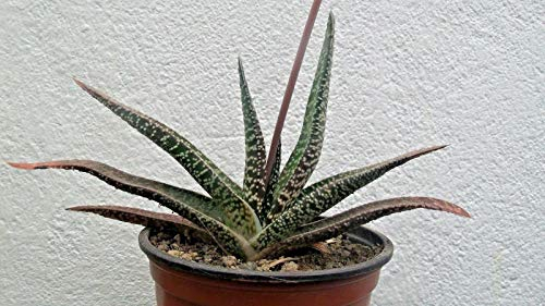 Portal Cool ia carinata Var. Verrucosa - 10Cm Hoch Sukkulente