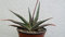 Portal Cool ia carinata Var. Verrucosa - 10Cm Hoch Sukkulente