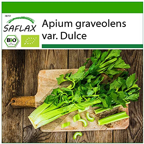 SAFLAX - BIO - Stangensellerie - Tall Utah - 500 Samen - Mit keimfreiem Anzuchtsubstrat - Apium graveolens