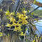 orchidea dendrobium - semi piante esotiche piante resistenti da balcone semi di da giardino per decorazioni floreali - Serie Rare - di fiori perenni resistenti fiori Dendrobium 35pcs