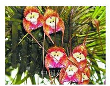 Meistgekaufte ziemlich selten Affe-Gesichts-Orchidee Pflanzensamen Garten Balkon Topfpflanze Samen Monkey Face s 120 PCS 10