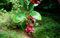 Echte Felsenbirne Amelanchier rotundifolia Pflanze 45-50cm Felsenmispel Rarität