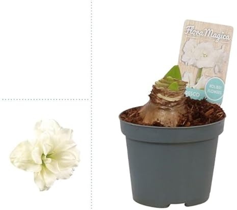Blumen - Weiße Amaryllis 'Alfresco' - zwei Köpfe Ø 12 cm - Höhe ca. 10-40 cm