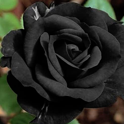 Luojuny Semi di rosa, semi di fiori da 200 pezzi/borsa a crescita rapida fantastici bellissimi semi di rose da giardino bonsai per piantare Nero