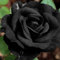 Luojuny Semi di rosa, semi di fiori da 200 pezzi/borsa a crescita rapida fantastici bellissimi semi di rose da giardino bonsai per piantare Nero