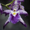 100 Stücke Seltene Orchidee Samen Cymbidium Blume Pflanze Home Office Garten Bonsai Dekor Blume Obst Baum Gemüse Samen 3# Orchideensamen