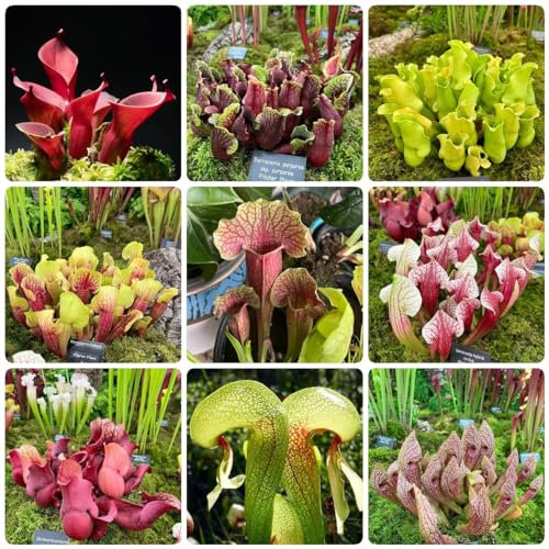 300 Pc Semi Di Sarracenia Purpurea - Piante Carnivore - Piante Idroponiche, Semi Carnivori, Piante In Vaso Resistenti, Piante D'Appartamento Di Piante Verdi, Piante Esotiche Resistenti,