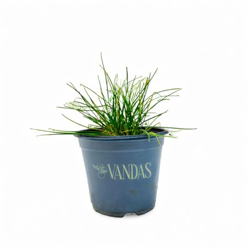 VANDAS Erba Cipollina – Pianta Aromatica Perenne | Ideale per Cucina e Orto in Vaso | Facile da Coltivare | Made in Italy