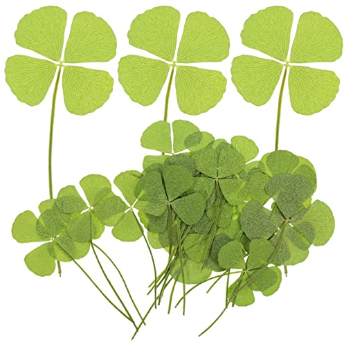 Abaodam 24st Getrockneter Klee Für Harz Trockenblumen Für Harz Getrocknete Klee Getrocknete Blätter Für Schmuck Echte Vierblättrige Kleeblätter Kleeblatt-anhänger Einstellen Schüttgut