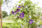 Clematis viticella 'Minuet' 40-60 cm - Italienische Waldrebe, purpurrote Blüten, Blütezeit Juni-September, ideal für Rankgerüste, pflegeleicht und winterhart