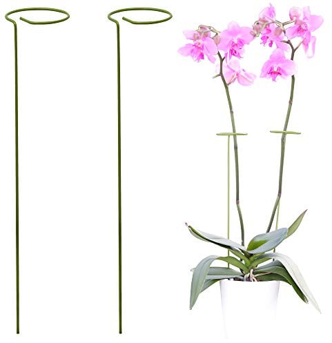 ODOXIA 2er-Pack Rankhilfe Zimmerpflanzen | Pflanzenstütze Rund Für Hohe Pflanzen Und Blumen | Monstera Rankhilfe Für Garten | Pflanzenstäbe Für Orchideen, Amaryllis, Pfingstrosen, Paprika Usw.