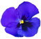 Pansy Plants - 'Blue Blotch' - 20 x Full Plant Pack - Pansies - Garden Ready - Ready to Plant - Premium Quality Bedding Plants