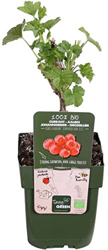 Grosella Natural Planta de Frutos del Bosque Rojos - Árbol Resisitente y de Poco Mantenimiento
