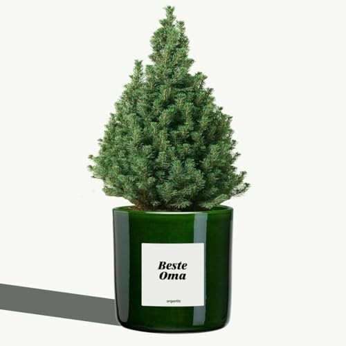 Organtic Mini-Weihnachtsbaum im Topf 'Beste Oma' - Charmantes Weihnachtsgeschenk, Pflegeleicht und Dekorativ, Bringt Festliche Freude in Jeden Raum, Ideal für Großeltern