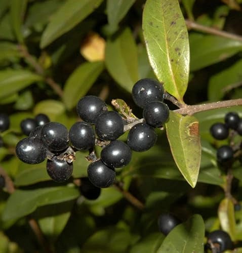 Schwarzgrüner Liguster 80-100cm - Ligustrum vulgare