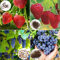 Roadoor Semi di Fragola, 1000 Pezzi di Semi di Fragola per piantare 100 Pezzi di Mirtillo 100 Pezzi di UVA 400 Pezzi di Lampone, Semi idroponici Dolci Non OGM Semi