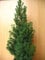 Zuckerhutfichte Picea glauca Conica 40 cm hoch im 2 Liter Pflanzcontainer