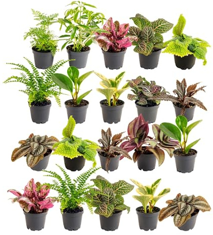 Costa Farms Mini Houseplants, Live Indoor Plant, Easy Care, Home Decor