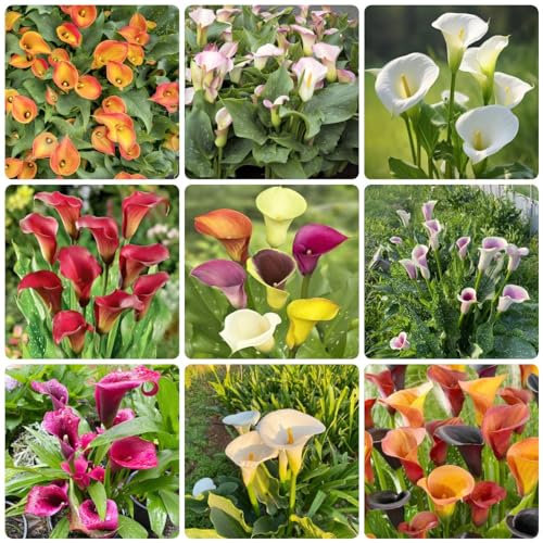 25 pcs zwiebeln calla pflanze winterhart - geschenke für den garten blumendeko balkonblumen Calla Lilien,Zantedeschia aethiopica, wildblumen steingartenpflanzen winterhart blumenzwiebeln