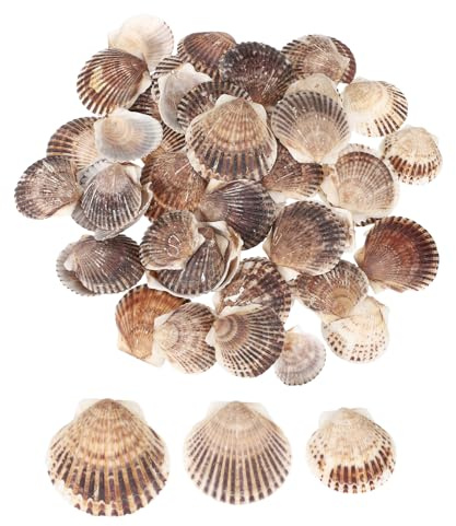QUARKZMAN 60Pcs Coquilles Saint-Jacques 1.6-2 Coquillages Naturels Marron | En Gros Pour DIY Peinture Aquarium Paysage Fête Plage Thème Mariage, Pour Décoration Maison