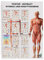 Sport-Tec Mini-Poster Booklet Fitness, 12 Poster, Krafttraining, Wirbelsäulengymnastik