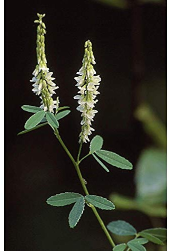 Bokharaklee Melilotus officinalis Steinklee gelbbühend 25 kg Klee Einzelsaat