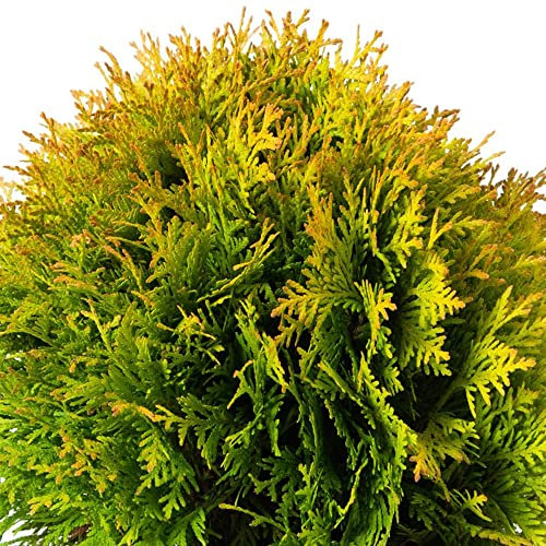 Thuja 'Amber Glow' Premium White Cedar Conifer Evergreen Garden Potted Plant Shrub
