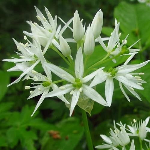 6x Bärlauch - Allium ursinum - Topf 9x9cm - Essbare Wildpflanze für Garten