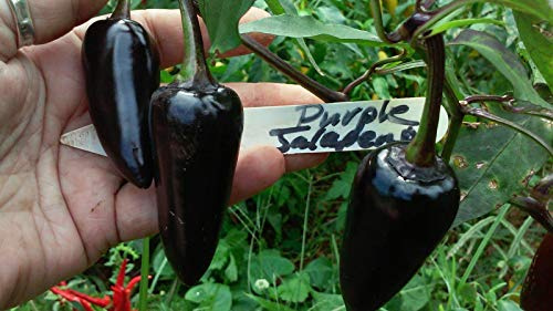 Portal Cool Seltene Semi Viola Jalapeno Pepper! Vedere il nostro deposito! Kombiniert S/H!