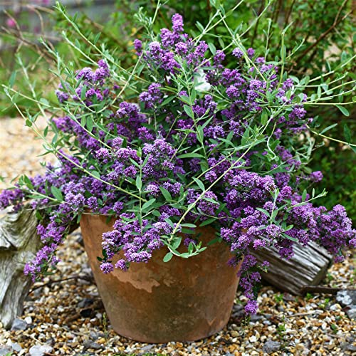 Kompakter Hängeflieder 'Unique' ('PMooRE12')(s), 3er-Set, violettblau, Topf 3 l