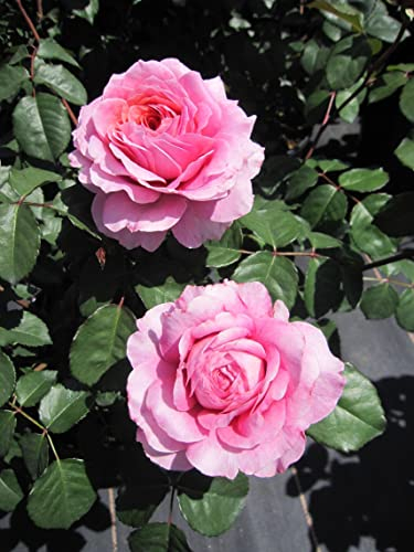Rosa Eisvogel ® - Edelrose Eisvogel - Tantau Rose