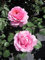 Rosa Eisvogel ® - Edelrose Eisvogel - Tantau Rose