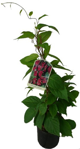 Wu-Wei-Zi Beere Schisandra chinensis Pflanze