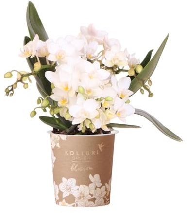 Kolibri Orchids | Weiße Phalaenopsis Orchidee - Nazaré - Topfgröße Ø9cm | Blühende Zimmerpflanze - Frisch vom Züchter